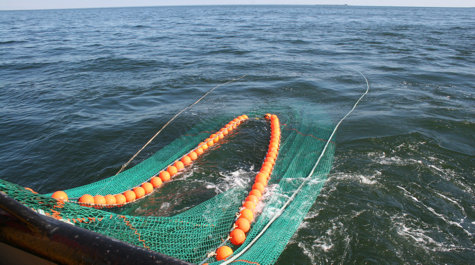Trawl net